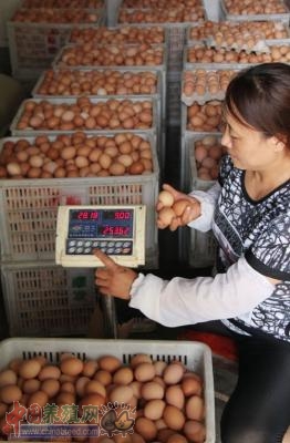 6月底以來全國雞蛋價格持續(xù)上漲