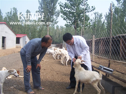 鄭建華在街關(guān)鎮(zhèn)西宋村養(yǎng)羊場巡診。金英攝