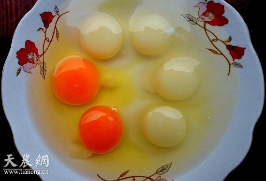 12月23日，龔倫朋將拌好的“人參飼料”放進烤箱烘烤。