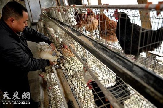 12月23日，龔倫朋將拌好的“人參飼料”放進烤箱烘烤。