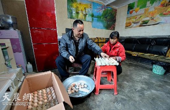 12月23日，龔倫朋將拌好的“人參飼料”放進烤箱烘烤。
