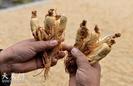 12月23日，龔倫朋將拌好的“人參飼料”放進烤箱烘烤。