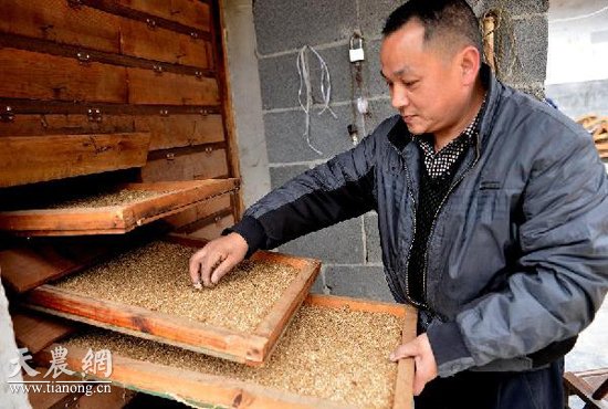 12月23日，龔倫朋將拌好的“人參飼料”放進烤箱烘烤。