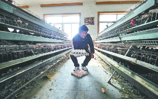 濟(jì)南“特供商品”銷(xiāo)售遇冷 萬(wàn)枚特供雞蛋“趴窩”