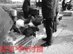 禁令之下 露天農(nóng)貿(mào)市場30余只活禽兩小時內(nèi)售罄