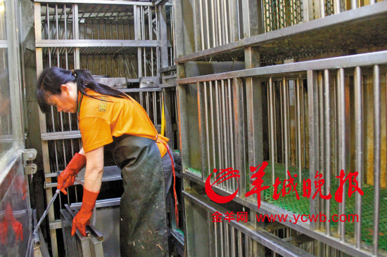 活雞將停售老廣搶貨忙今起廣州82家肉菜市場(chǎng)無(wú)活雞賣