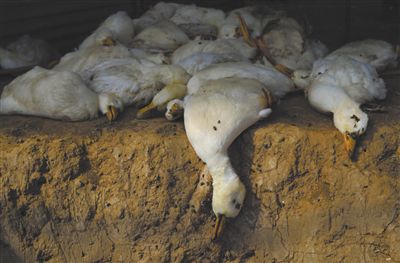 死去的鴨子被收集起來準備填埋處理。