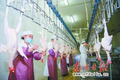  自5月1日起廣州在部分區(qū)域推行生鮮雞試點，清遠最大的禽類企業(yè)廣東天農(nóng)食品有限公司成為三家指定的供貨商之一。圖為天農(nóng)公司生鮮清遠雞生產(chǎn)流水線。南方日報記者 曾亮超 攝