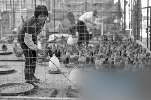 2013年5月7日，北滘批發(fā)市場活禽檔主用鐵鉤抓雞售賣。