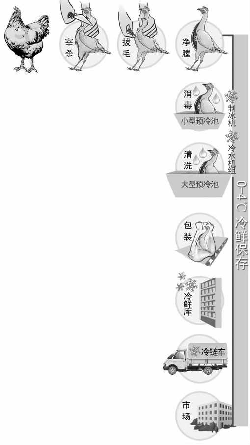杭州全程冷鮮的雞鴨6月初上市 