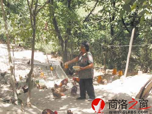 在新一輪扶貧開發(fā)中，我市不少農(nóng)戶都將林下養(yǎng)殖作為發(fā)展項目。