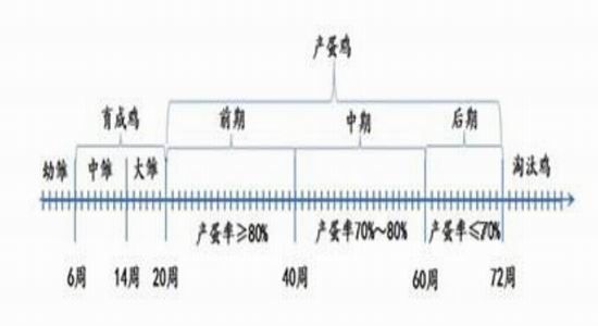 金友期貨(年報)：雞蛋15年寒冬里的一把火