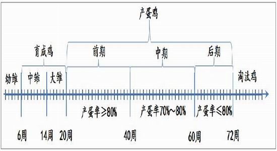 方正中期(年報)：供應預期改善雞蛋難創(chuàng)新高