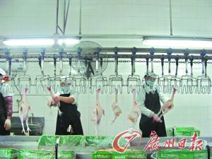 生鮮雞廠家才用一成產(chǎn)能