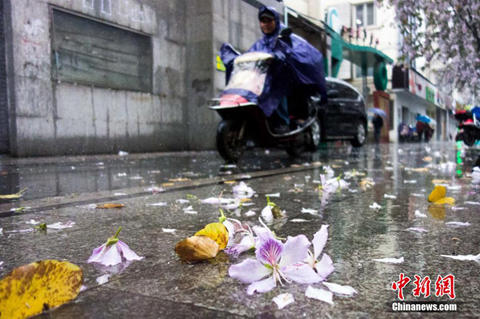廣西柳州氣溫驟變降“花瓣雨”（圖片來(lái)源中新網(wǎng)）