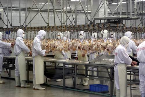中國雞肉市場對巴西家禽業(yè)意義重大