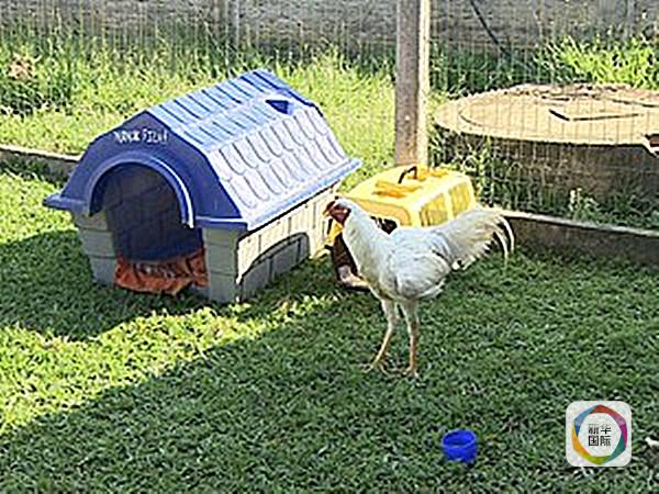 主人埃拉斯是一位入行7年的馴獸師﹐她在家餵養(yǎng)了18只動物﹐包括雞﹑豬﹑鳥﹑狗﹑黃鼬等等。埃拉斯說﹐一個偶然的機會﹐她發(fā)現(xiàn)“小歪嘴”具有音樂天賦﹐而且它的視野比普通公雞要更開闊﹐演奏時還不緊張﹐甚至有點享受﹐從此開始對它進行特別訓(xùn)練。