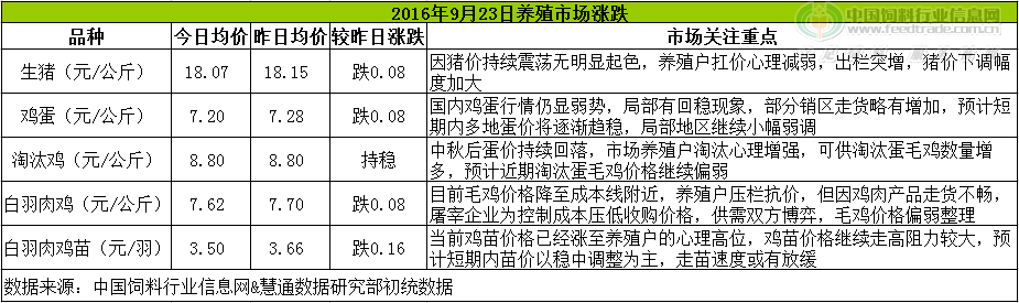 雞評(píng).png