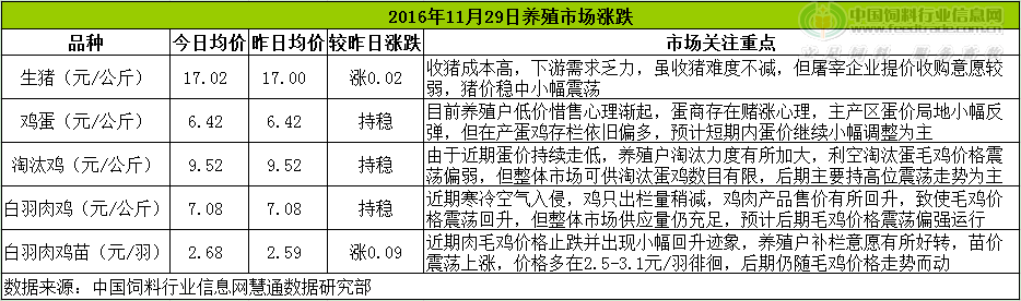 雞評(píng).png