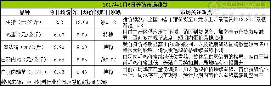 雞評(píng).png