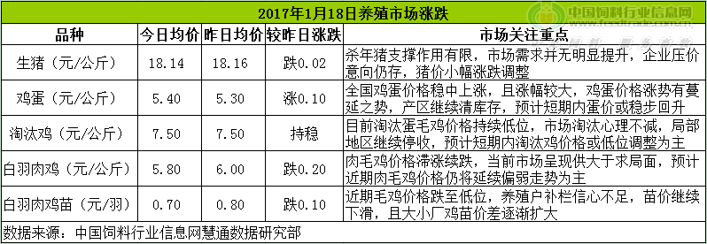 雞評(píng).png