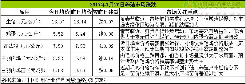 雞評.png