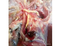 肉雞支氣管栓塞的防控措施
