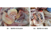 雞源鴨疫桿菌等導(dǎo)致輸卵管堵塞和漿膜炎的研究