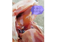 雞心包積液的四個(gè)原因分析