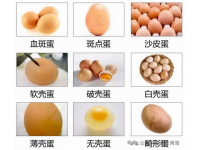 蛋雞400天以后蛋殼質(zhì)量下降的原因及解決方法